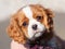 10 weeks old cavalier king charles spaniel