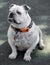 10-Year-Old Blue Merle Male English Bulldog Sitting and Looking Away
