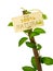 100 percent natural sign message on a wooden panel and green plant