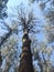 100-years-old eucaliptus tree in Australia