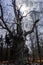 1000 year old oak in dramatic scene