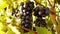1080p shot of the red wine grapes at the vineyard