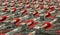 11/09 - Rows of empty super market trolleys at the well known shopping store