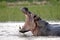 11 Hippo in Rufiji River