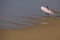 11 October 2020, Young surfer walking to the sea, Odeceixe, Alentejo.