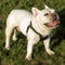 11-Year-Old White Frenchie Male Standing and Panting