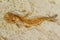 A 110-million year old fish fossil, Lycoptera