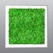 114_Vector square vertical garden or green wall with decorative green grass