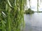 12 67 9000 01 Weeping willow wate nature