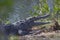12 feet American crocodile Crocodylus acutus warming up in a backyard.
