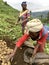 12 July 2019 - Kisungu, Rwanda: Subsistence farmers in central Africa, Rwanda, harvesting potatoes