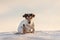 12 years old frozen Jack Russell Terrier dog is walking over a snowy meadow in winter. Dog has cold feet