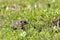 13-lined Ground Squirrel  601365