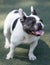 13-Month-Old blue, black, and white piebald female Frenchie