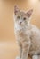 13 week old male sandy orange kitten posing for pictures in a l