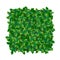 133_Vector square vertical garden or green wall with decorative green foliage