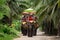 13th August, 2018, Damnoen Saduak, Ratchaburi, Thailand - Tourists on an ride elephant tour at coconut farm