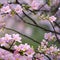 1440 Spring Blossoms: A serene and spring-inspired background featuring blooming blossoms in delicate and pastel colors, capturi