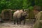 15.03.2019. Germany, Berlin. Zoologischer Garten. Adult and small hippopotamus walk through the teritorry and eat.