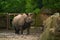 15.03.2019. Germany, Berlin. Zoologischer Garten. Adult and small hippopotamus walk through the teritorry and eat.