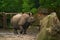 15.03.2019. Germany, Berlin. Zoologischer Garten. Adult and small hippopotamus walk through the teritorry and eat.