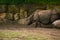 15.03.2019. Germany, Berlin. Zoologischer Garten. Adult and small hippopotamus walk through the teritorry and eat.