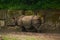 15.03.2019. Germany, Berlin. Zoologischer Garten. Adult and small hippopotamus walk through the teritorry and eat.