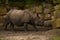 15.03.2019. Germany, Berlin. Zoologischer Garten. Adult and small hippopotamus walk through the teritorry and eat.