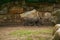 15.03.2019. Germany, Berlin. Zoologischer Garten. Adult and small hippopotamus walk through the teritorry and eat.