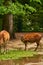 15.03.2019. Germany, Berlin. Zoologischer Garten. Adults and small deer walk through the teritorry and eat.