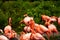 15.03.2019. Germany, Berlin. Zoologischer Garten. Bright pink beautiful flamingo birds walk through the teritorry and eat.