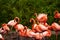 15.03.2019. Germany, Berlin. Zoologischer Garten. Bright pink beautiful flamingo birds walk through the teritorry and eat.