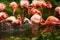 15.03.2019. Germany, Berlin. Zoologischer Garten. Bright pink beautiful flamingo birds walk through the teritorry and eat.