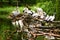 15.03.2019. Germany, Berlin. Zoologischer Garten. White adult pelicans walk through the teritorry and resent.