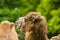 15.05.2019. Berlin, Germany. Zoo Tiagarden. The family of camels walks on a meadow and eat a grass.