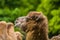 15.05.2019. Berlin, Germany. Zoo Tiagarden. The family of camels walks on a meadow and eat a grass.