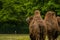 15.05.2019. Berlin, Germany. Zoo Tiagarden. The family of camels walks on a meadow and eat a grass.