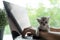 A 15-day-old kitten slept on the owner`s arm while she was using a laptop.