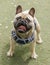 15-Month-Old Blue Fawn Male Frenchie