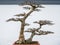 150 years aged bonsai at Botanical Garden!