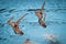 15th Fina world Championship syncro swimming technical team