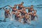 15th Fina world Championship syncro swimming technical team