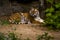 16.05.2019. Berlin, Germany. Zoo Tiagarden. A big adult tiger is lazy lies among greens. Wild cats and animals.