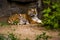 16.05.2019. Berlin, Germany. Zoo Tiagarden. A big adult tiger is lazy lies among greens. Wild cats and animals.