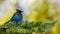 16/9 Panorama photo of a Steller`s jay Cyanocitta stelleri perching on fir bough in Ernest Calloway Manning park, British