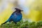 16/9 Panorama photo of a Steller`s jay Cyanocitta stelleri perching on fir bough in Ernest Calloway Manning park, British