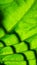 16:9 Vertical background image, sun-kissed leaves, light, sunlight shining on green leaves.