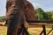 16 African Elephant close encounter sanctuary trunk closeup fence