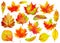 16 isolated multicolored autumn leaves, digital illustration based on render by neural network