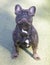16-Month-Old chocolate brindle male Frenchie sitting and panting.